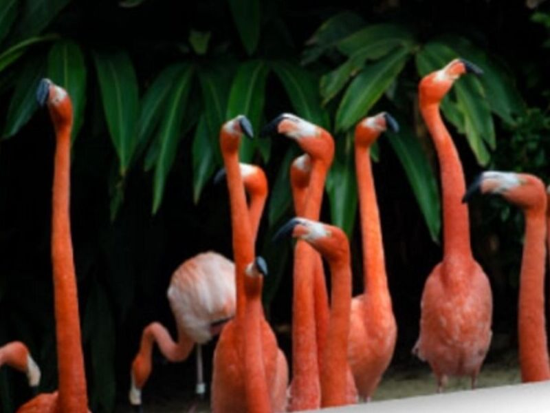 Cuadro Flamencos libres El Salvador 