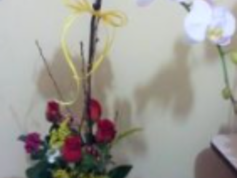 Orquídea 6 San Salvador