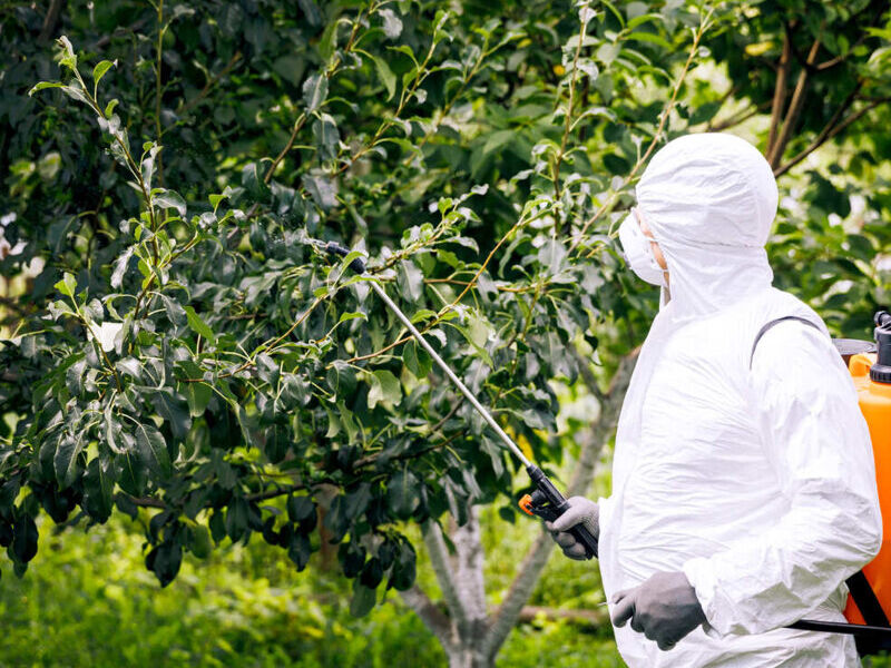 Fumigación árboles El salvador 